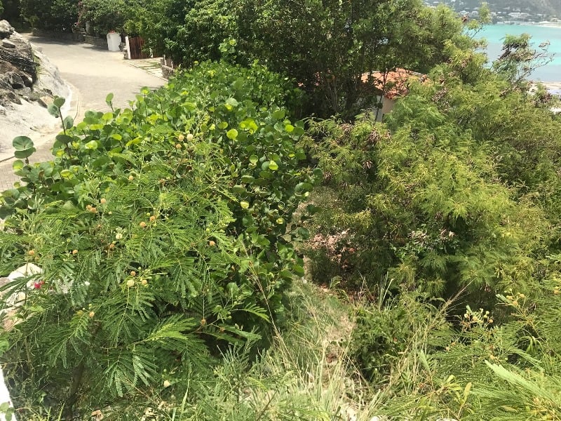 Main property