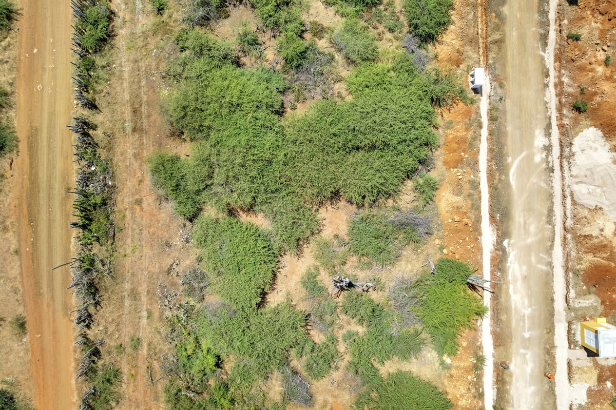 Main property